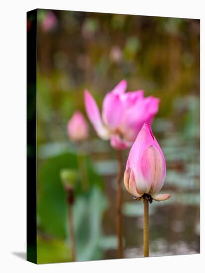 Lotus Flower, Lotus Flower (Nelumbo Nucifera), Bali-Hans Blossey-Premier Image Canvas