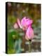 Lotus Flower, Lotus Flower (Nelumbo Nucifera), Bali-Hans Blossey-Premier Image Canvas