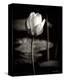 Lotus Flower VI-Debra Van Swearingen-Stretched Canvas