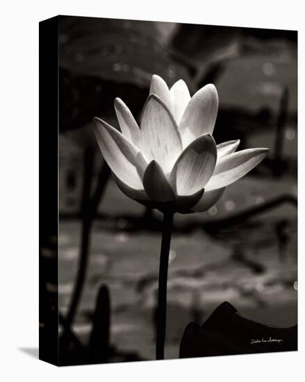 Lotus Flower VII-Debra Van Swearingen-Stretched Canvas