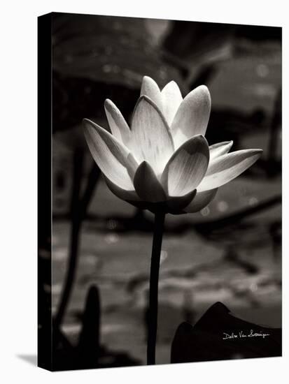 Lotus Flower VII-Debra Van Swearingen-Stretched Canvas