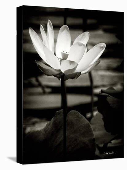 Lotus Flower VIII-Debra Van Swearingen-Stretched Canvas