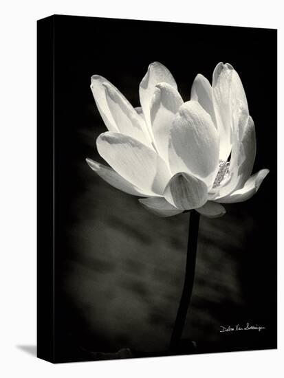 Lotus Flower X-Debra Van Swearingen-Stretched Canvas