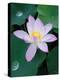 Lotus Flower-null-Premier Image Canvas