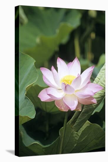 Lotus Flower-Cristina-Premier Image Canvas