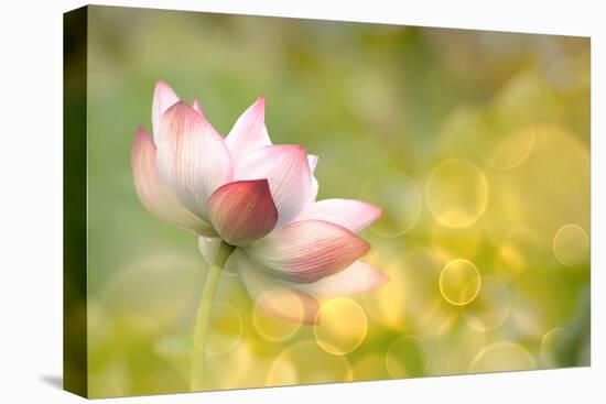 Lotus Flowers in Garden under Sunlight-elwynn-Premier Image Canvas