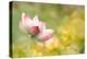 Lotus Flowers in Garden under Sunlight-elwynn-Premier Image Canvas