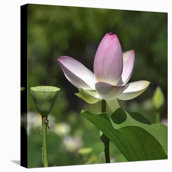 Lotus in flower in garden, Vendee, France-Loic Poidevin-Premier Image Canvas