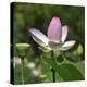 Lotus in flower in garden, Vendee, France-Loic Poidevin-Premier Image Canvas