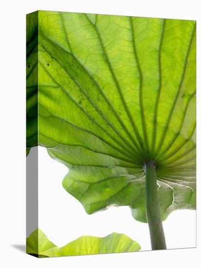 Lotus Leaf Texture-Michele Molinari-Premier Image Canvas