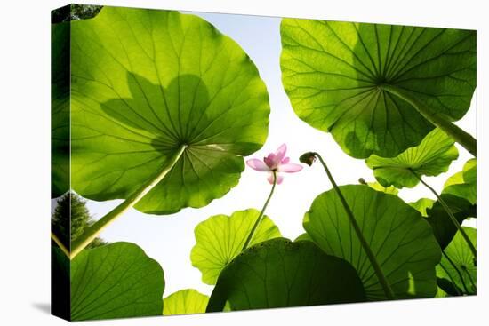 Lotus Rise up to the Sky-Liang Zhang-Premier Image Canvas