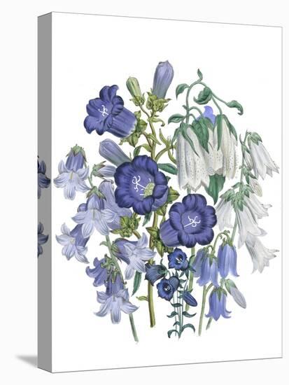 Loudon Florals I-Jane W. Loudon-Stretched Canvas