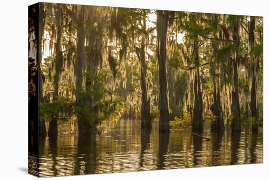 Louisiana, Atchafalaya Basin. Cypress Trees Reflect in Swamp-Jaynes Gallery-Premier Image Canvas