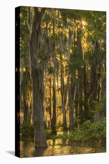 Louisiana, Atchafalaya Basin. Cypress Trees with Spanish Moss-Jaynes Gallery-Premier Image Canvas