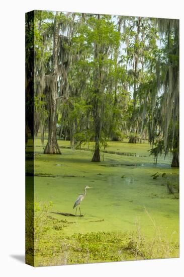 Louisiana, Atchafalaya Basin, Lake Martin. Great Blue Heron in Lake Swamp-Jaynes Gallery-Premier Image Canvas