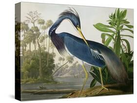 Louisiana Heron from "Birds of America"-John James Audubon-Premier Image Canvas