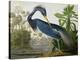 Louisiana Heron from "Birds of America"-John James Audubon-Premier Image Canvas