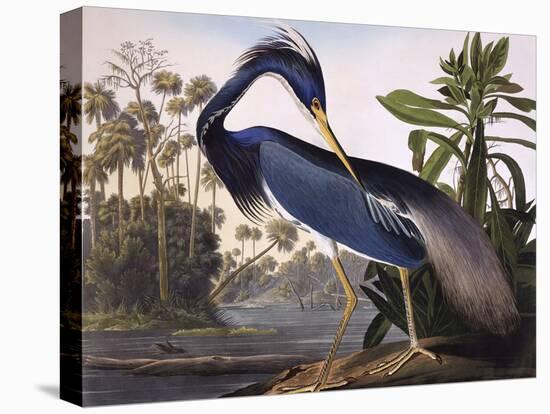 Louisiana Heron-John James Audubon-Premier Image Canvas