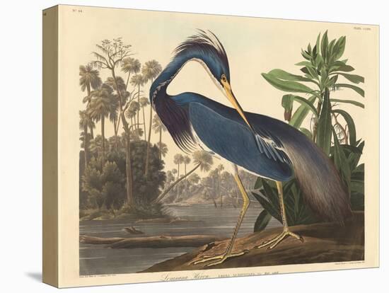 Louisiana Heron-John James Audubon-Premier Image Canvas