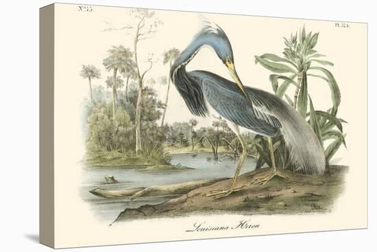 Louisiana Heron-John James Audubon-Stretched Canvas