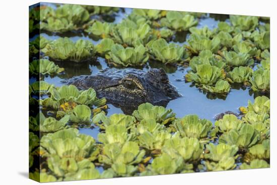 Louisiana, Jefferson Island. Alligator in Swamp Lettuce-Jaynes Gallery-Premier Image Canvas