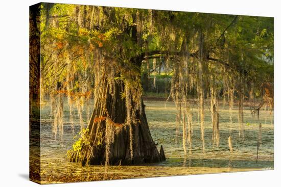 Louisiana, Lake Martin. Cypress Tree in Swamp-Jaynes Gallery-Premier Image Canvas