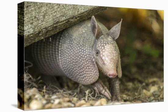 Louisiana, Lake Martin. Young Nine-Banded Armadillo-Jaynes Gallery-Premier Image Canvas