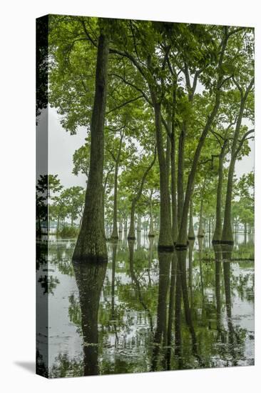 Louisiana, Miller's Lake. Tupelo Trees Reflect in Lake-Jaynes Gallery-Premier Image Canvas