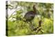 Louisiana, Miller's Lake. White-Faced Ibis Pair in Tree-Jaynes Gallery-Premier Image Canvas