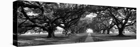 Louisiana, New Orleans, Brick Path Through Alley of Oak Trees-null-Premier Image Canvas