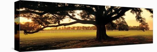 Louisiana, Oak Tree at Sunset-null-Premier Image Canvas