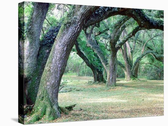 Louisiana Oaks, Louisiana ‘97-Monte Nagler-Premier Image Canvas