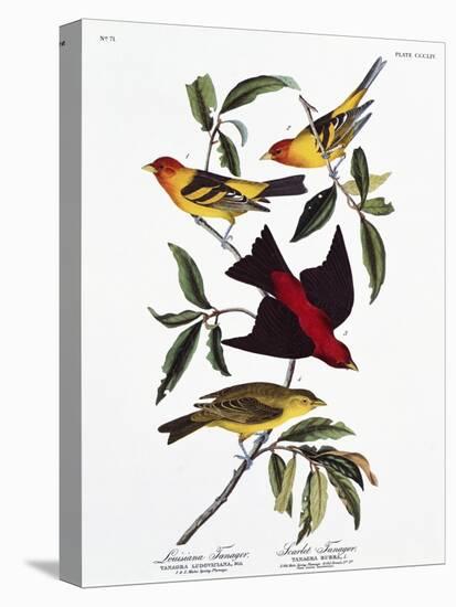 Louisiana Tanager and Scarlet Tanager-John James Audubon-Premier Image Canvas