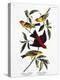 Louisiana Tanager and Scarlet Tanager-John James Audubon-Premier Image Canvas