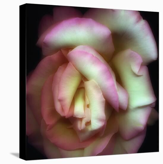 Love is a Rose-Nathan Griffith-Premier Image Canvas