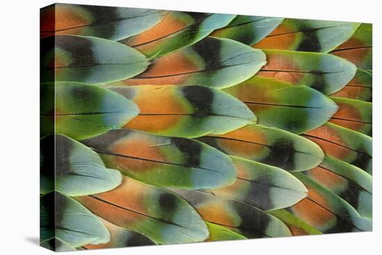 Lovebird tail feather pattern, Bandon, Oregon-Darrell Gulin-Premier Image Canvas