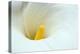 Lovely Close-Up of a Calla Lily-nagib-Premier Image Canvas