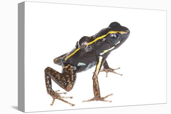 Lovely Poison Frog (Phyllobates Lugubris) Male with a Tadpole, Isla Colon, Panama, June-Jp Lawrence-Premier Image Canvas