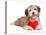 Lover Valentine Chocolate Havanese-mdorottya-Premier Image Canvas