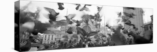 Low Angle View of a Flock of Pigeons, St. Mark's Square, Venice, Italy-null-Stretched Canvas