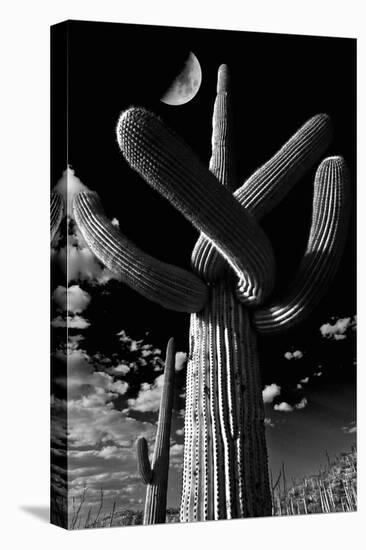 Low Angle View of a Saguaro Cactus (Carnegiea Gigantea), Tucson, Pima County, Arizona, USA-null-Stretched Canvas