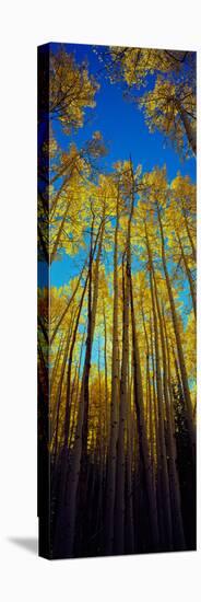 Low Angle View of Aspen Trees, Colorado, USA-null-Premier Image Canvas