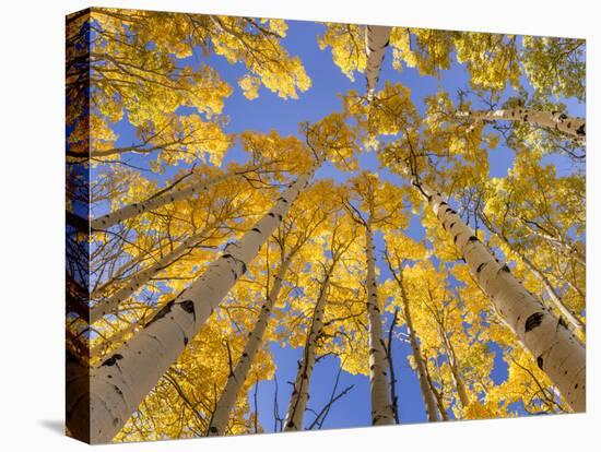 Low angle view of aspen trees (Populus tremuloides) in autumn, Boulder Mountain, Dixie National...-Panoramic Images-Premier Image Canvas