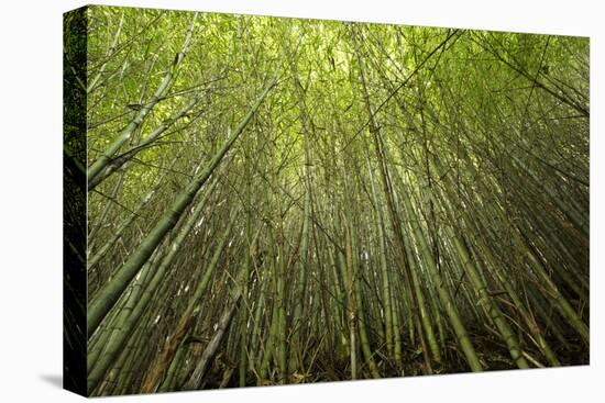 Low angle view of bamboo plants near Sato Cabrtos Waterfall, Sao Miguel, Azores, Portugal-Panoramic Images-Premier Image Canvas