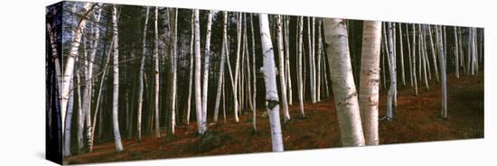 Low angle view of Birch Trees, Gorham, Coos County, New Hampshire, USA-Panoramic Images-Premier Image Canvas