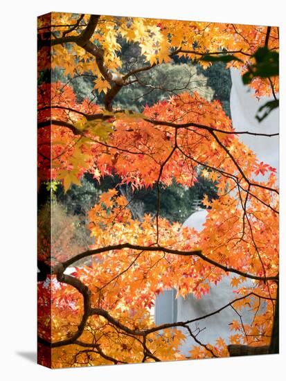 Low Angle View of Fall Leaves on Maple Tree at Kodaiji Temple, Kyoti Prefecture, Japan-null-Premier Image Canvas