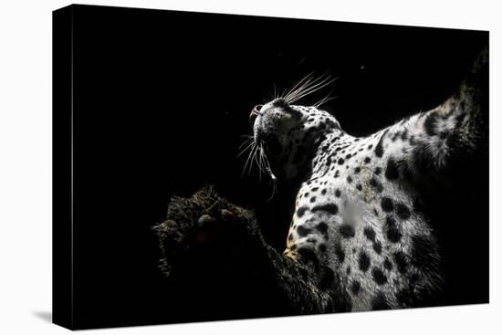 Low angle view of Jaguar patrolling territory at night, Mexico-Alejandro Prieto-Premier Image Canvas