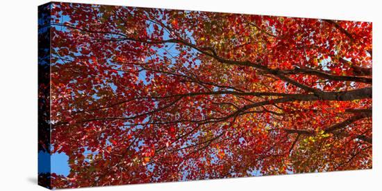 Low angle view of maple tree, Mount Desert Island, Acadia National Park, Hancock County, Maine, USA-null-Premier Image Canvas