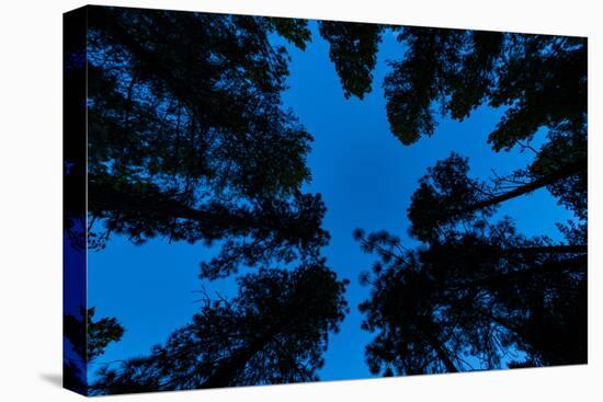 Low angle view of Ponderosa pine and Douglas Fir trees, Wasa, East Kootenay, British Columbia, C...-null-Premier Image Canvas