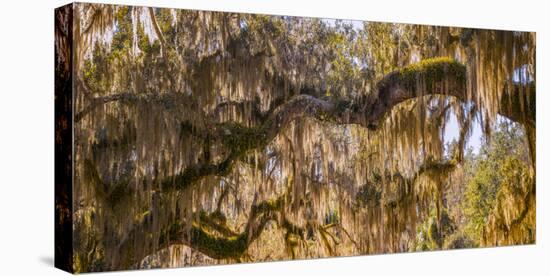 Low angle view of Spanish Moss tree (Tillandsia usneoides), Florida, USA-null-Premier Image Canvas